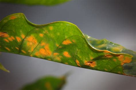 Closeup of Coffee Leaf Rust - Vournas Coffee Trading