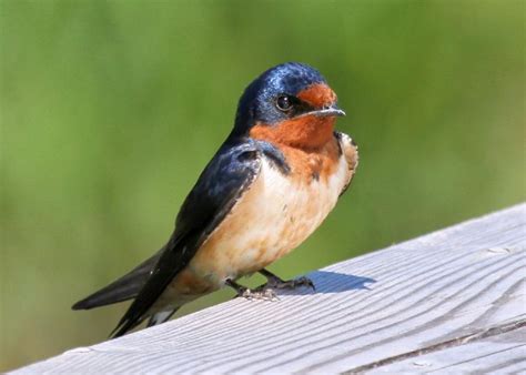 Swallow / Golondrina. | Деревенская ласточка, Ласточки, Животные