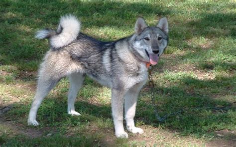 All About West Siberian Laika Dog Breed – Origin, Behavior, Trainability, Facts, Puppy, Price ...