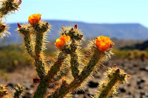 Sonoran desert cactus 1080P, 2K, 4K, 5K HD wallpapers free download ...