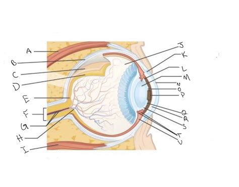 eye anatomy Quiz