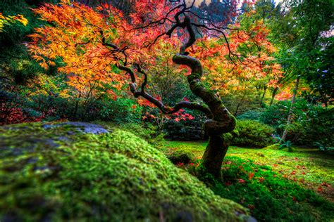 Japanese Garden | Portland by alierturk on DeviantArt