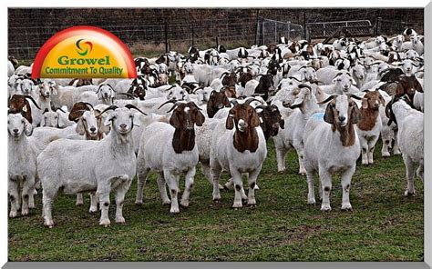 Goat Farming Business for Beginners - Growel Agrovet Private Limited