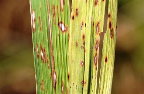 Brown spot of rice control, causal organism, symptoms - Basic Agricultural Study