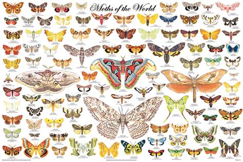 Moths of the World (Laminated Poster)