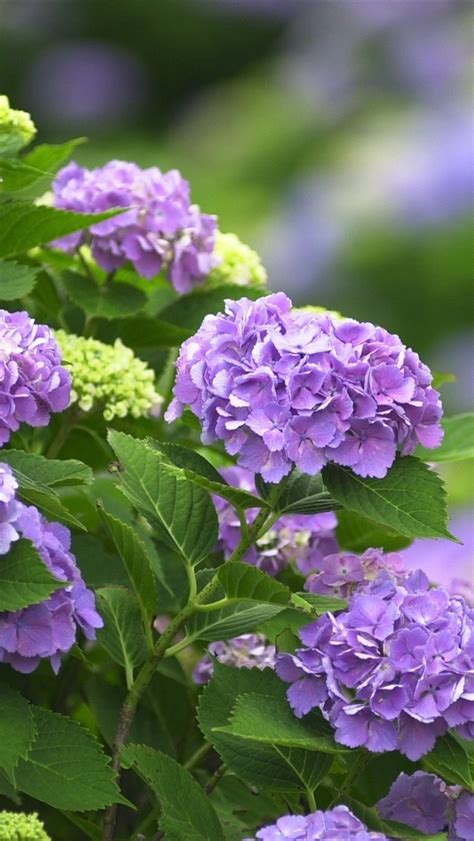 Wallpaper Purple flowers, hydrangea 1920x1200 HD Picture, Image