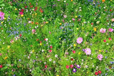 How to Create a Wild Flower Lawn