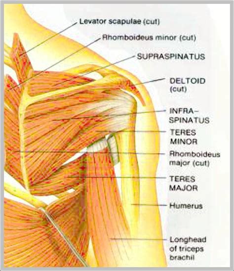 Right Shoulder Anatomy Diagram