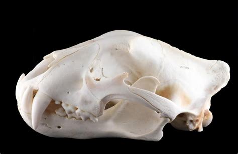 jaguar skull side view | Skull side view, Cat anatomy, Skull