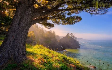 Download Sea Ocean Tree Coast Nature Coastline HD Wallpaper