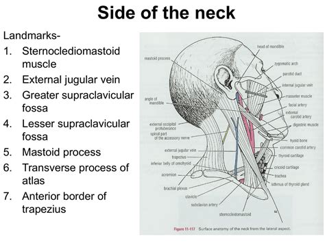 Side of the neck