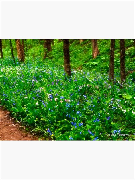 "Bluebells in the Forest" Photographic Print by kdxweaver | Redbubble