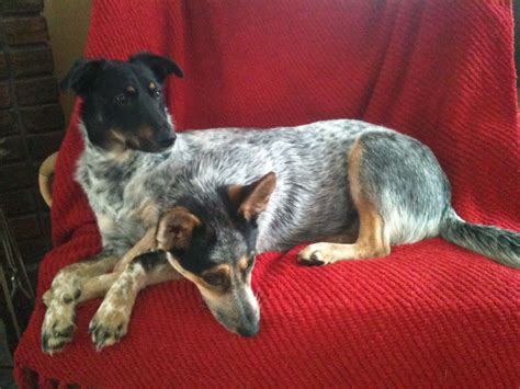 The 2 headed dog! | Australian cattle dogs, Dogs, Cattle dog