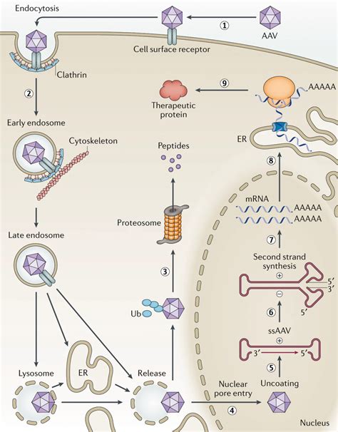 Introduction to AAV as a Gene Therapy Vector, Part 1 - Dyno Therapeutics