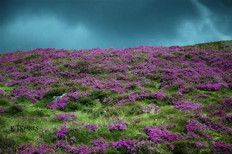 Heather on the Scottish Highlands | As we were driving throu… | Flickr