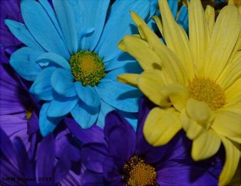 Purple, Blue & Yellow Flowers Blue Yellow, Purple, Yellow Flowers ...