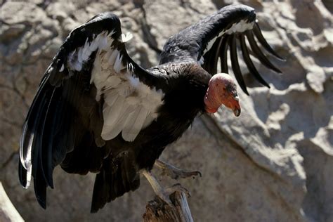 Genotyping the California condor: What we’ve learned | San Diego Zoo Institute for Conservation ...