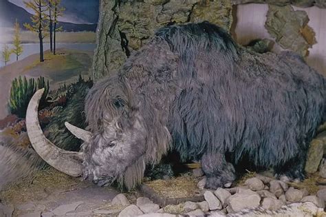 Woolly rhinoceros extinction 'likely to have been caused by climate change' - HertsLive