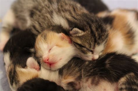 Baby Kittens - 6 Days Old! Born in foster care - Life With Cats