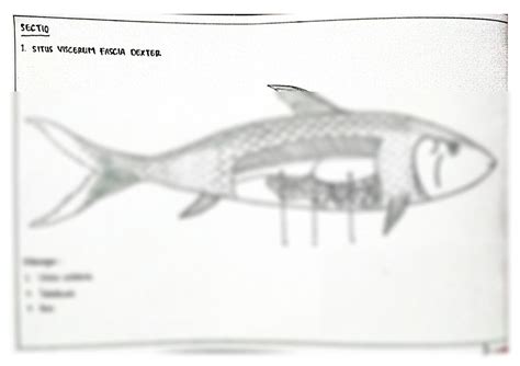 SOLUTION: The Morphology and Anatomy of chanos chanos - Vertebrate Anatomy - Studypool