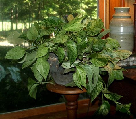 Moving Houseplants Indoors & Outdoors | Home & Garden Information Center