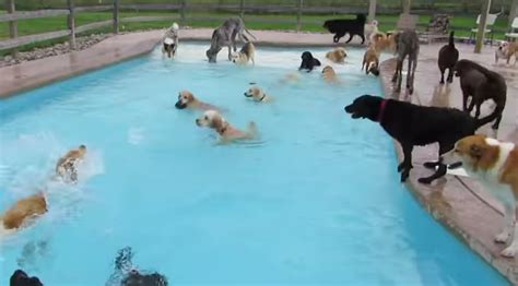 These 6 Dog Pool Parties are EPIC | Rover Blog