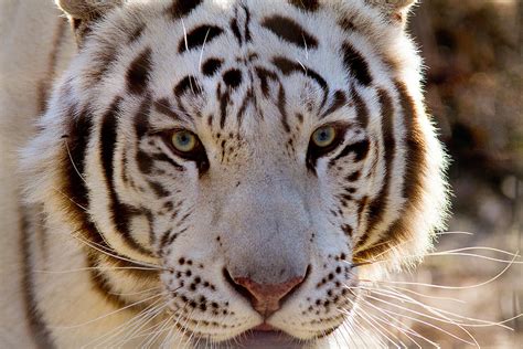 Tiger Stripes Exotic Animal Sanctuary 8 Photograph by Dan Wells