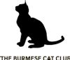 Rescue & Rehoming - Burmese Cat Club