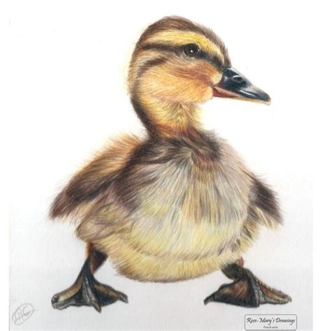 Drawing Of A Duckling – Warehouse of Ideas