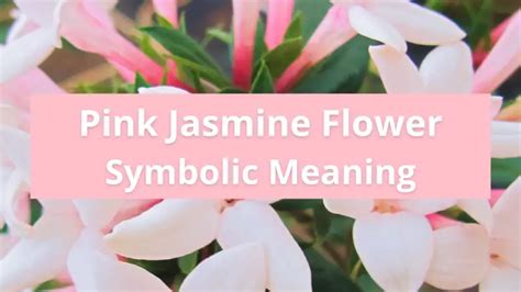 Pink Jasmine Flowers: Symbolic Meanings - Symbolic Meaning Of A Flower