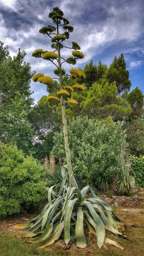 Agave (Century Plant) | North Carolina Extension Gardener Plant Toolbox