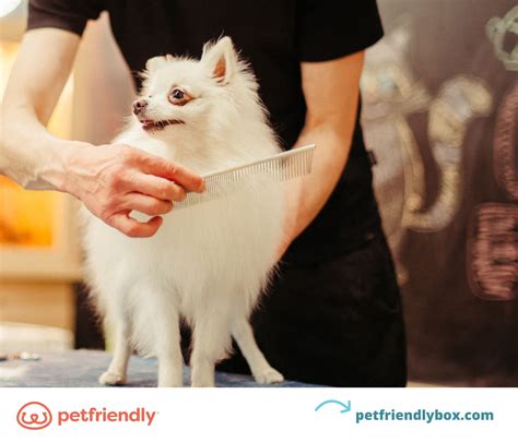 Does Dawn Dish Soap Kill Fleas on Pets: Benefits and Risks ...