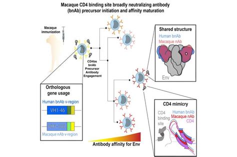 HIV vaccine takes step forward with confirmation of neutralizing antibodies