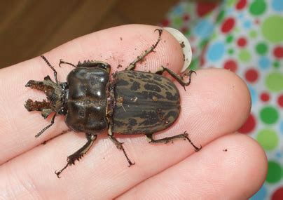 Australian Stag Beetles: Rhyssonotus nebulosus - What's That Bug?