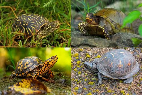 Types of Box Turtles