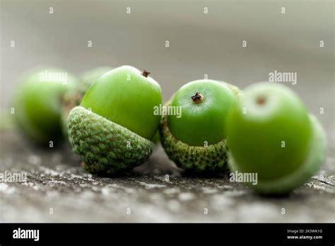 Oak nuts hi-res stock photography and images - Alamy