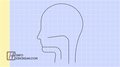 Struktur Anatomi Hidung: Pengertian, Fungsi, dan Penyakitnya