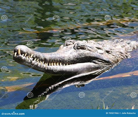 False Gharial crocodile stock photo. Image of gharial - 70501966