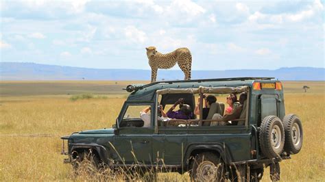 Where to go for your first safari in Africa - Lonely Planet