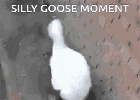 Silly Goose Silly Goose Moment GIF - Silly Goose Silly Goose Moment - Discover & Share GIFs