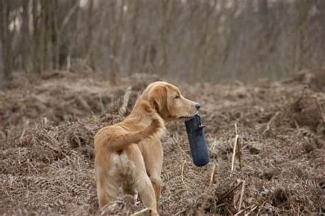 Dog Training Collar Tips | Every Day Interests