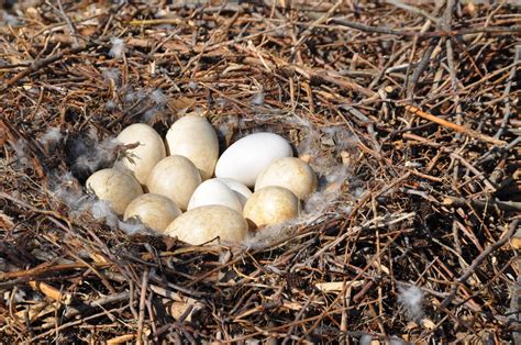 Free Swan Nest 4 Stock Photo - FreeImages.com