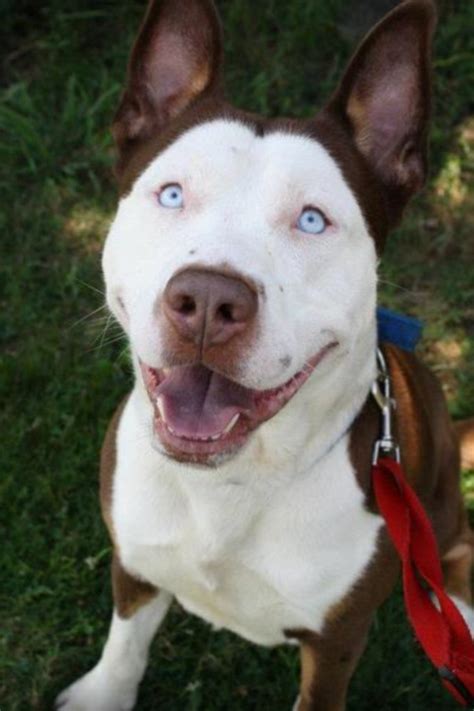 7 Facts about Pitbull & Husky Mix (A.K.A. Pitsky) - Animalso