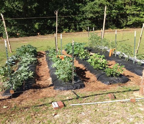 Vegetable Gardening for Beginners | Gardening in the Panhandle