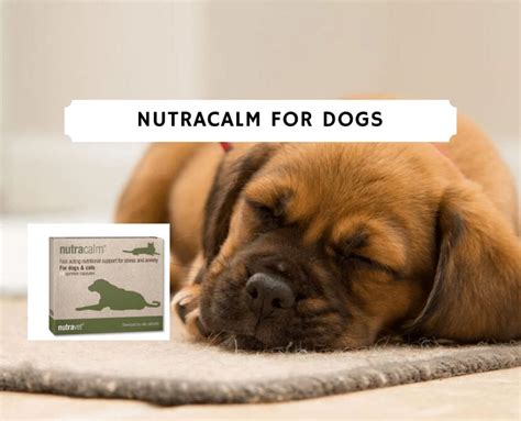 Nutracalm for Dogs Review (2020) - Cure Dog Anxiety! We Love Doodles