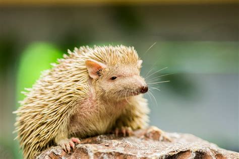 Common Tenrec Facts | CRITTERFACTS