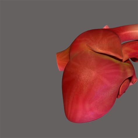 Ilustración 3D de la anatomía del corazón humano | Foto Premium