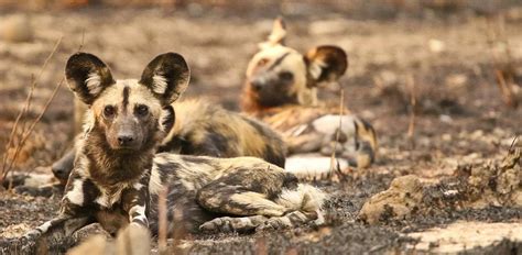 African Wild Dog Habitat: Where Do Painted Dogs Live?