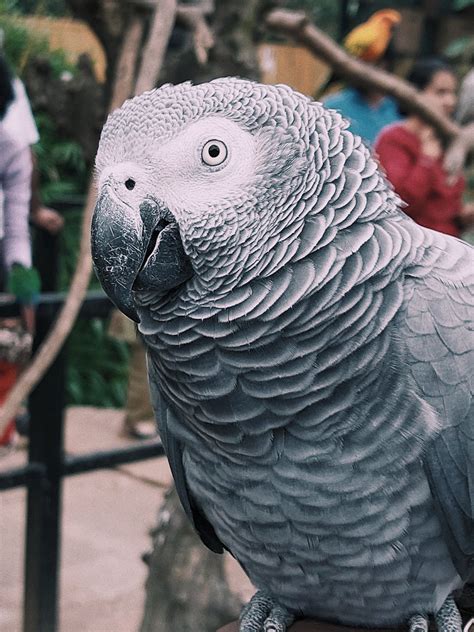 Close up of Grey Parrot · Free Stock Photo