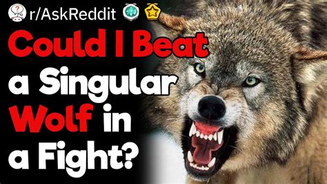 Man vs Wolf: Who Would Win? - YouTube